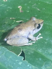 Diasporus diastema