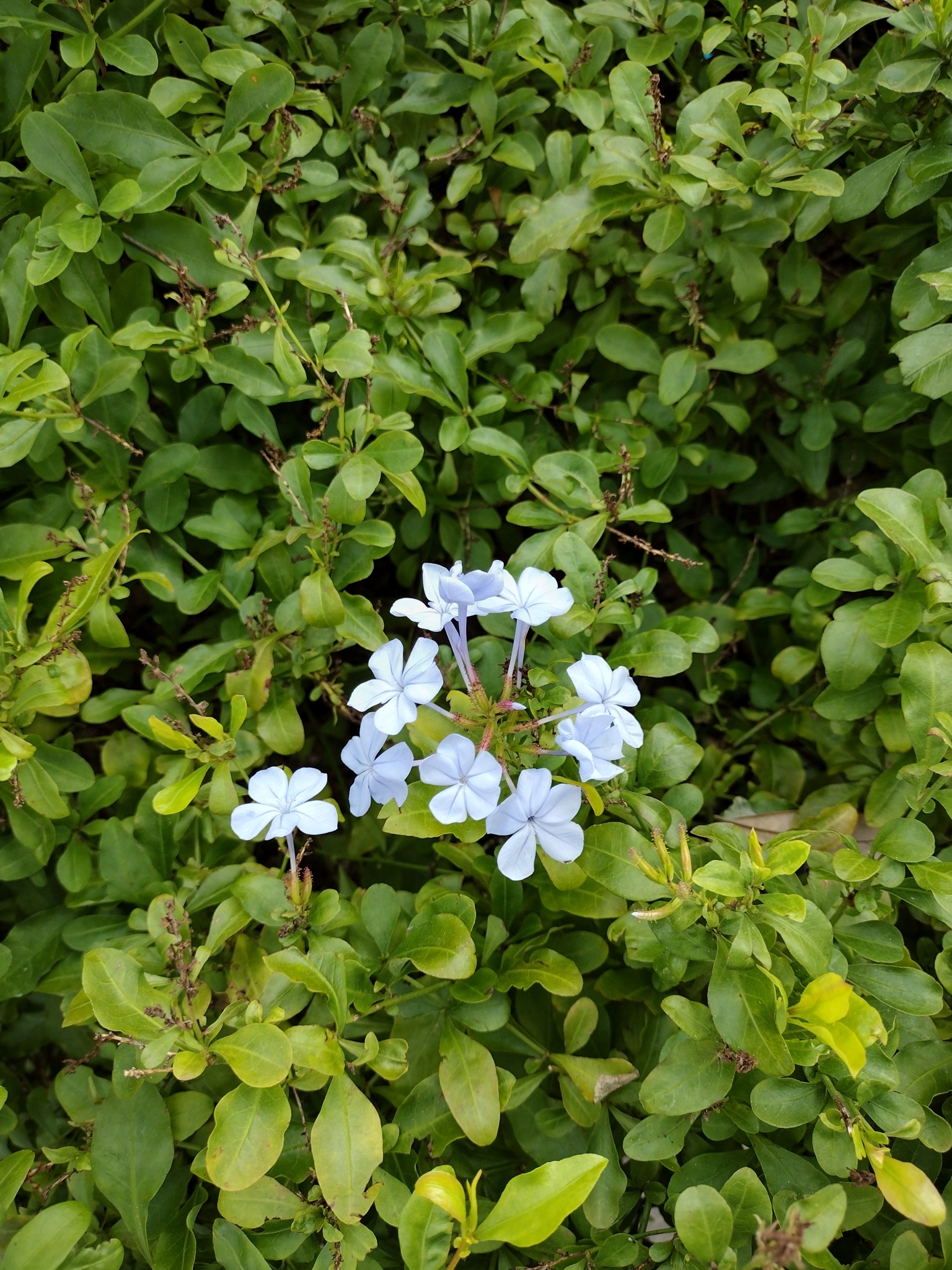 Imagem de Jasmim-azul
