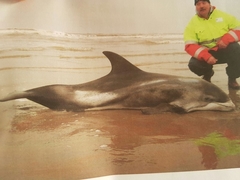 Lagenorhynchus albirostris
