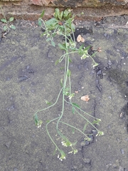 Arabidopsis thaliana