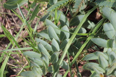 Lasiosiphon kraussianus kraussianus