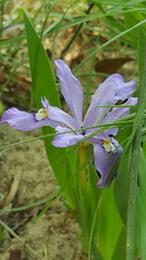 Iris cristata