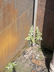 Asplenium adiantum-nigrum