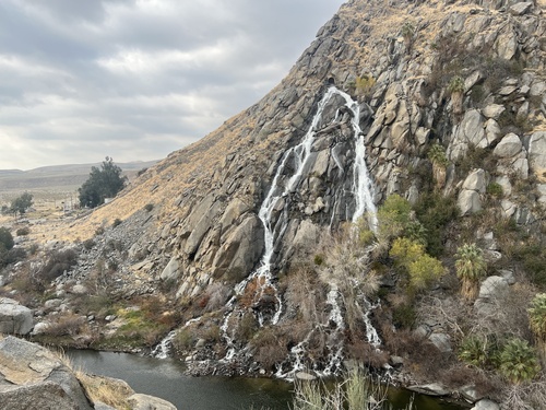Foto de Palmeira-de-washington