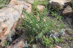 Lasiosiphon kraussianus kraussianus