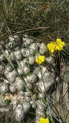 Pachypodium brevicaule image