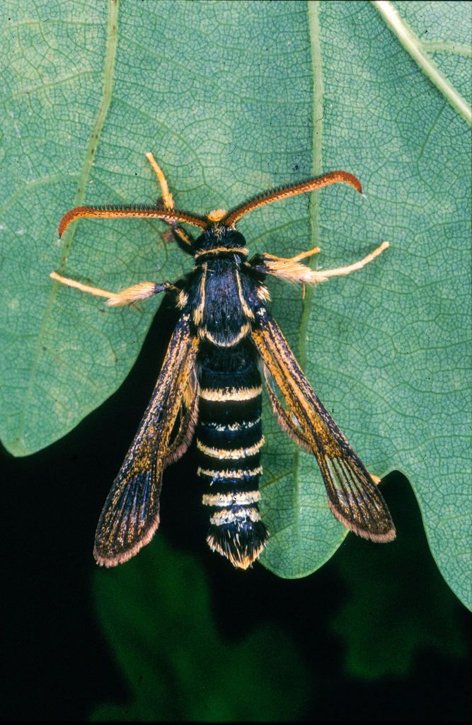 Paranthrene insolita