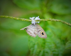 Ypthima horsfieldii humei