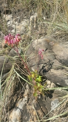 Kalanchoe
