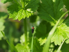 Eutomostethus ephippium