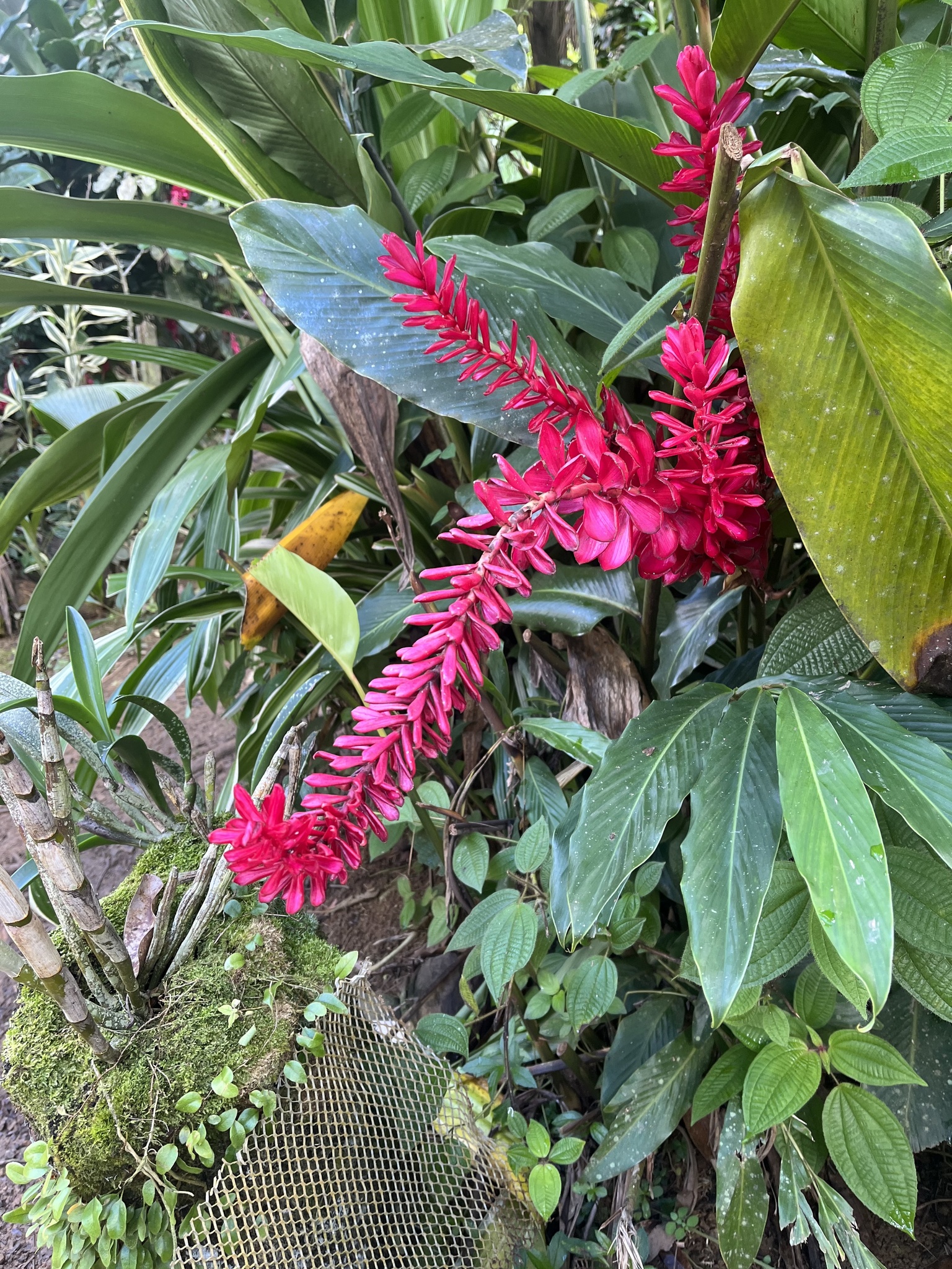 Imagem de Gengibre-vermelho