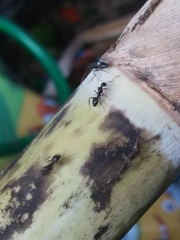 Camponotus sexguttatus