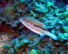 Canthigaster capistrata