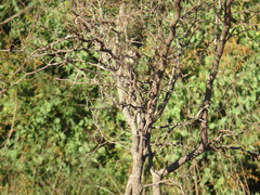 Phacellodomus sibilatrix