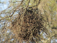 Phacellodomus sibilatrix