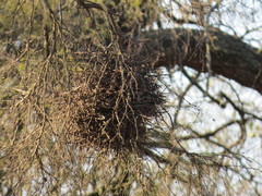 Phacellodomus sibilatrix