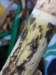 Camponotus sexguttatus