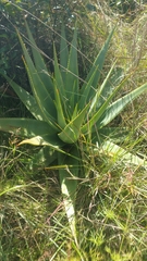 Aloe macroclada