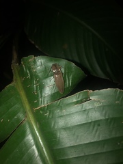 Deilelater mexicanus