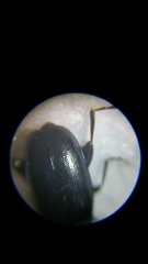 Phyllotreta