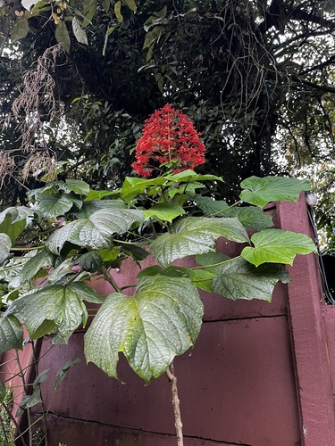 Foto de Pagode-chinês
