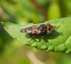 Myopa buccata