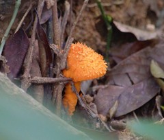 Agaricus trisulphuratus