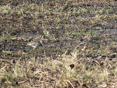 Gallinago paraguaiae