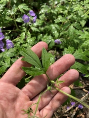 Phacelia bipinnatifida
