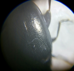 Phyllotreta