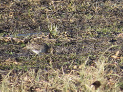 Gallinago paraguaiae