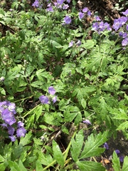 Phacelia bipinnatifida