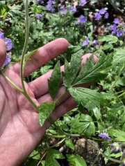 Phacelia bipinnatifida