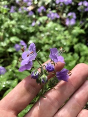 Phacelia bipinnatifida