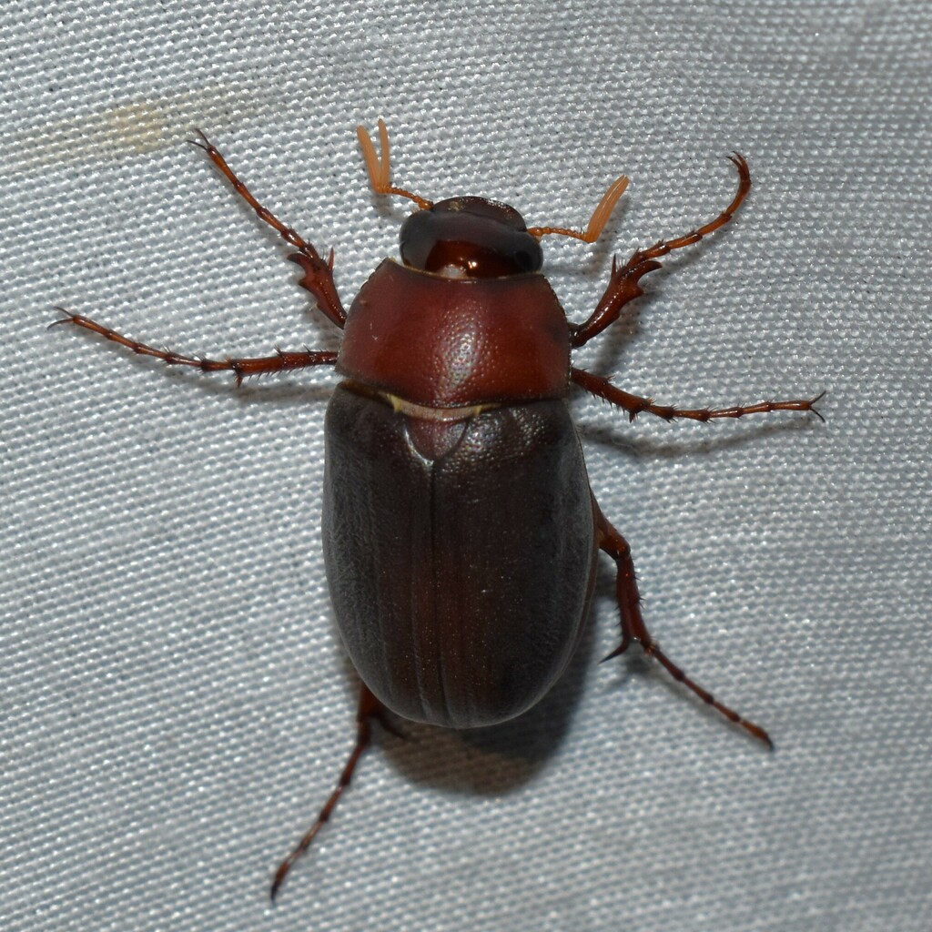 Phyllophaga latifrons