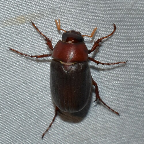 Phyllophaga latifrons