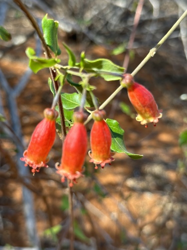 Combretum grandidieri