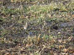 Gallinago paraguaiae