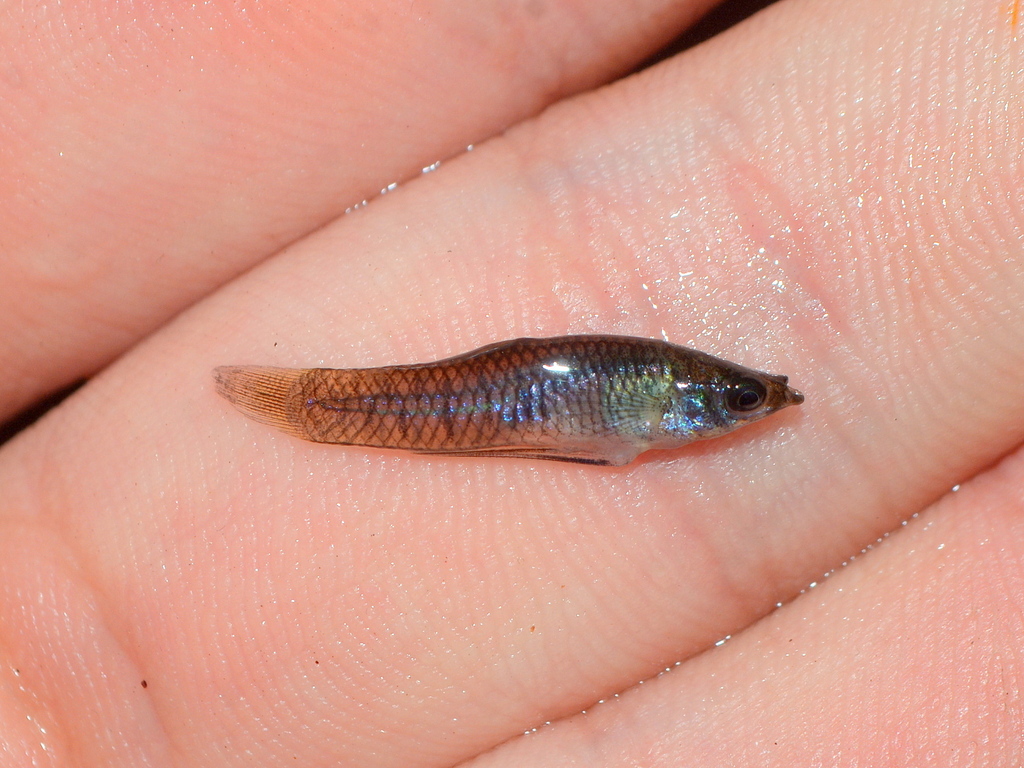January toothcarp (Phalloptychus januarius) — Poeciliidae