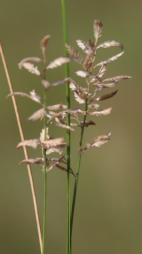 Image of Eragrostis racemosa by (c) Tony Rebelo, some rights reserved (CC BY-SA)