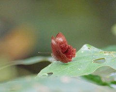 Abisara