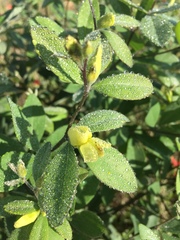 Baptisia nuttalliana