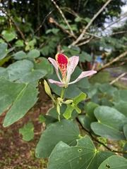 Bauhinia monandra image