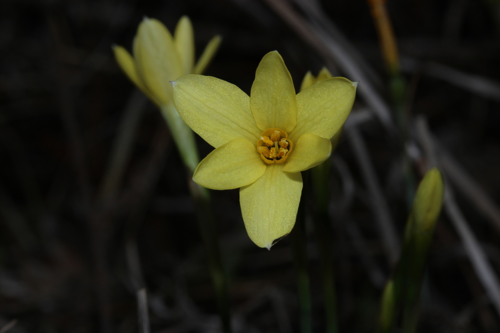 Narcissus × perezlarae