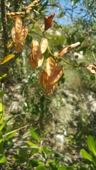 Image of Dioscorea hexagona
