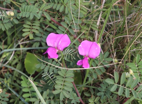 Image of Tephrosia grandiflora by (c) Tony Rebelo, some rights reserved (CC BY-SA)