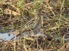 Gallinago paraguaiae