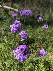 Glandularia canadensis