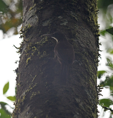 Xiphorhynchus obsoletus