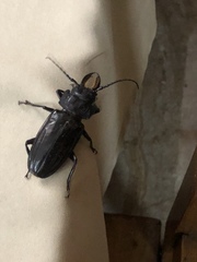 Mallodon chevrolatii